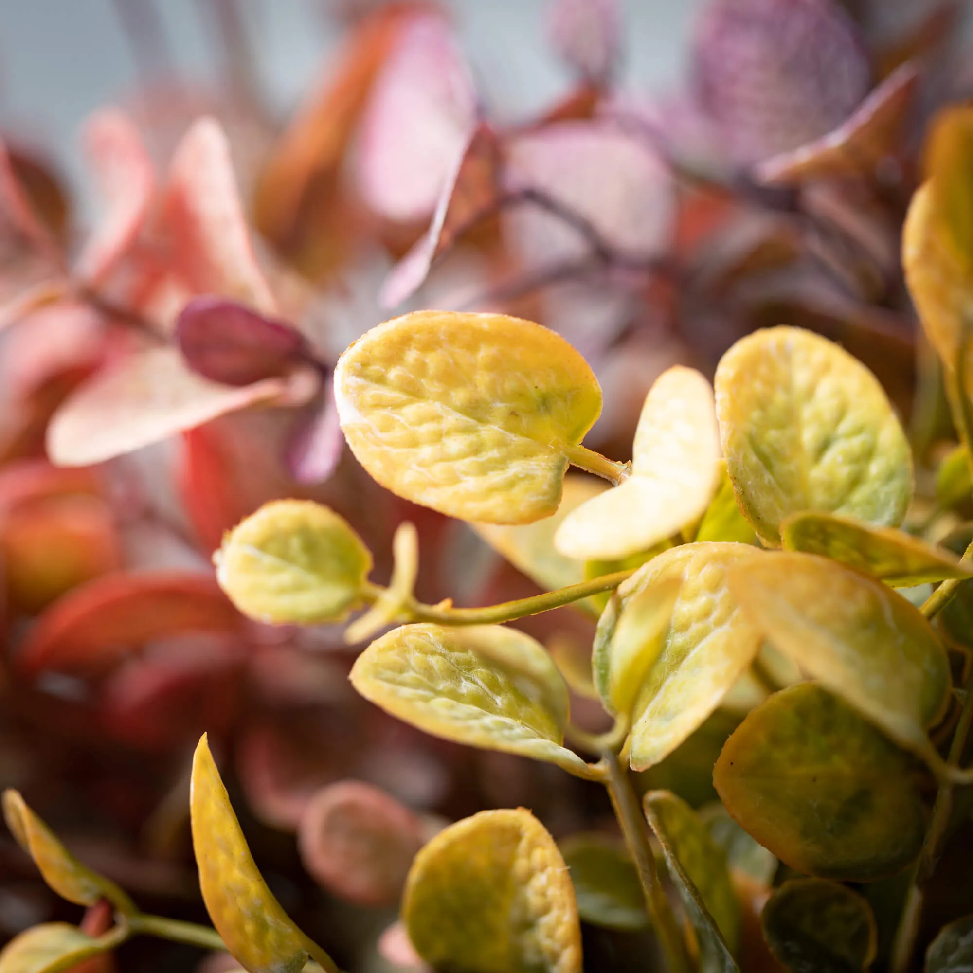 13"H Sullivans Rich-Hued Eucalyptus Bundles Set of 3, Multicolor
