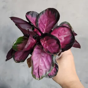 Calathea roseapicta 'Rosy' - 4"