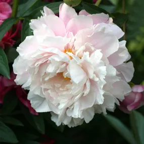 Peony Roots - Morning Kiss