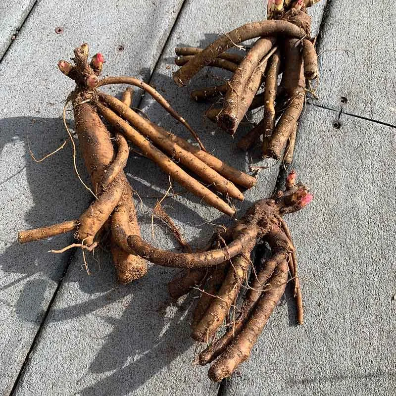 Peony Roots - Morning Kiss